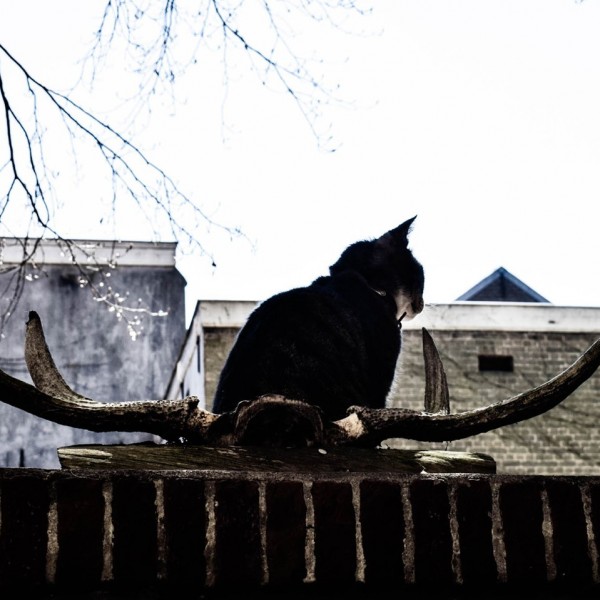 Cous enjoying the view! Reserveer je plekje snel en wie weet zie je CousCous nog langs wandelen.<br />
<br />
#indelft #horecadelft #delft #kromstraat #horecasupport #helpdehoreca #shoplocal #supportyourlocals #thuisbezorgd #afhalen #bezorgen #orderonline #webshop ##